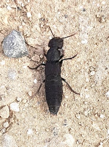 Ocypus olens